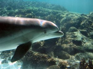 A dolphin swimming.
