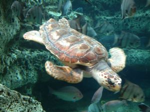 A sea turtle swimming in salt water.