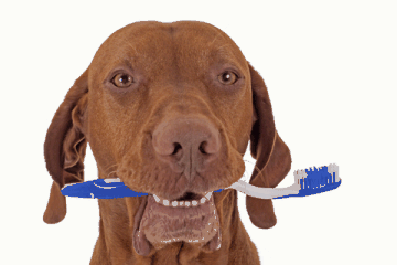 A dog with a toothbrush in his mouth.