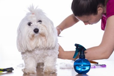 A woman grooming a small white dog.