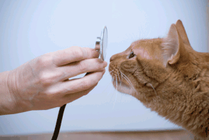 A cat smelling a stethoscope.