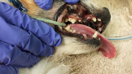 A dog’s open mouth showing teeth after cleaning with no tartar.