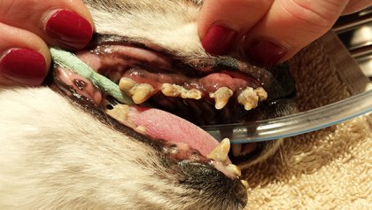 A dog’s open mouth showing teeth with tartar growth.